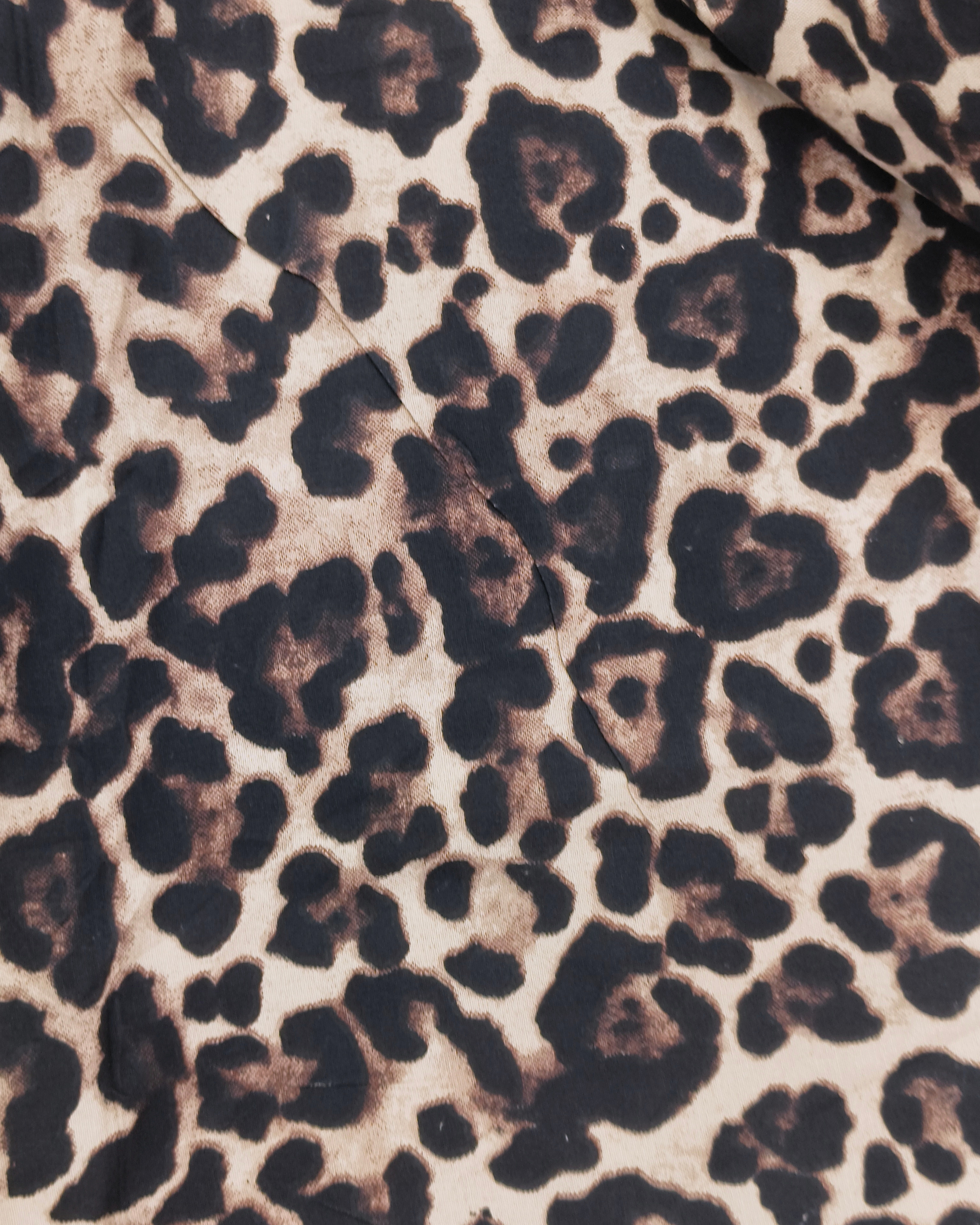 Wild Cat